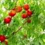 Vaismedžiai NEKTARINAI RED GOLD medelynas sena veislė