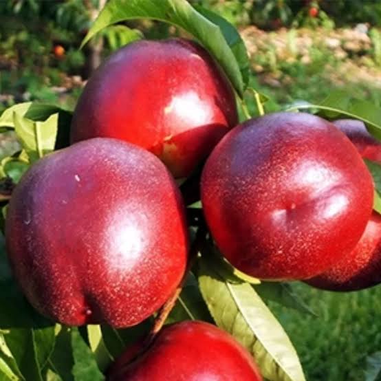 Vaismedžiai Nektarinas RED GOLD senoji veislė